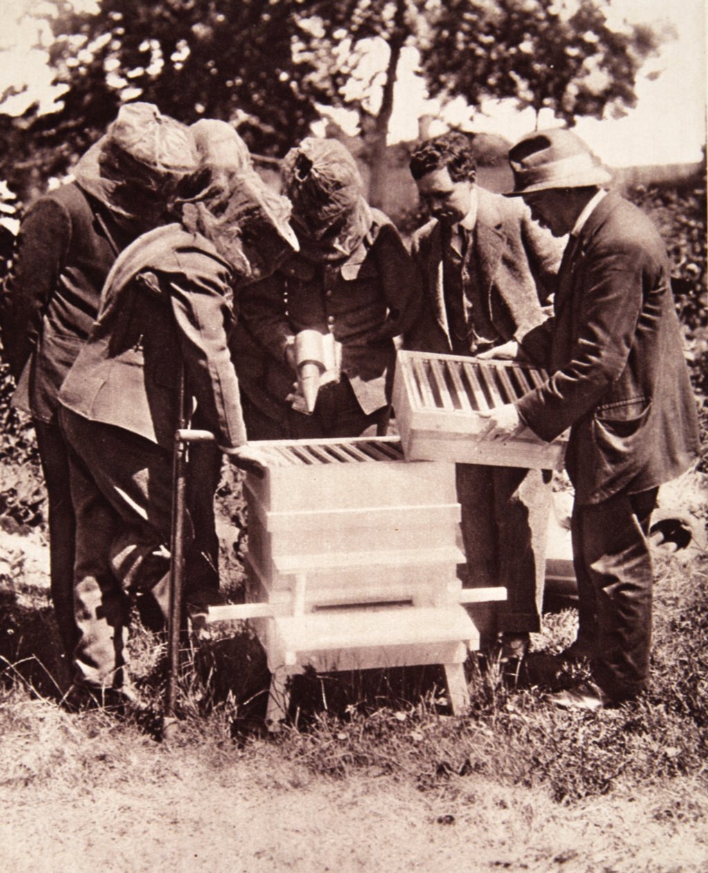Instrução de apicultura sob o esquema de Lord Eglintons: uma aula mascarada nas colmeias, de The Illustrated War News, 5 de julho de 1916 (foto sépia) de English Photographer