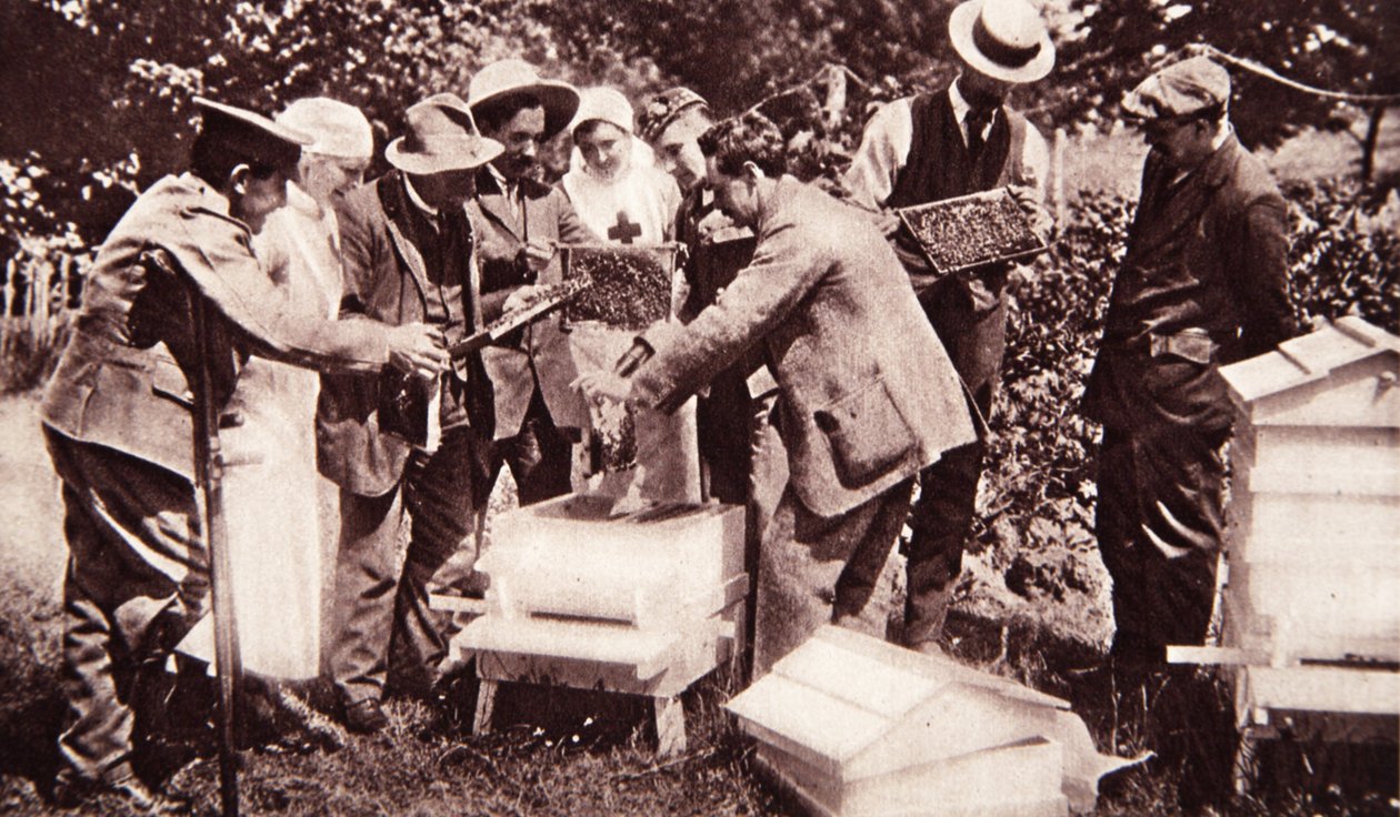 Instrução de apicultura sob o esquema de Lord Eglintons: pente-exame, de The Illustrated War News, 5 de julho de 1916 (foto sépia) de English Photographer