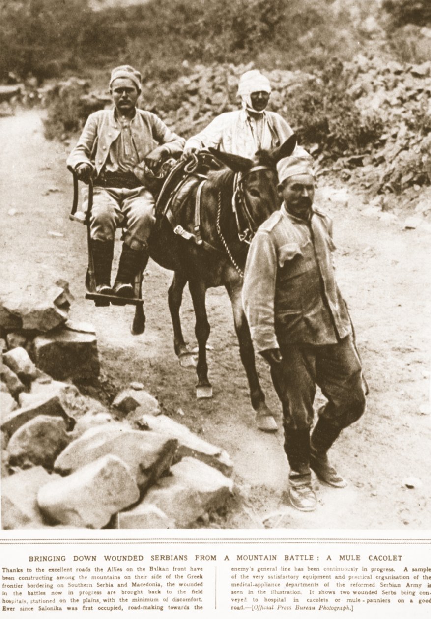 Derrubar ferozes sérvios de uma batalha na montanha: uma mula cacolet, ilustração do The Illustrated War News, setembro de 1916 (foto sépia) de English Photographer