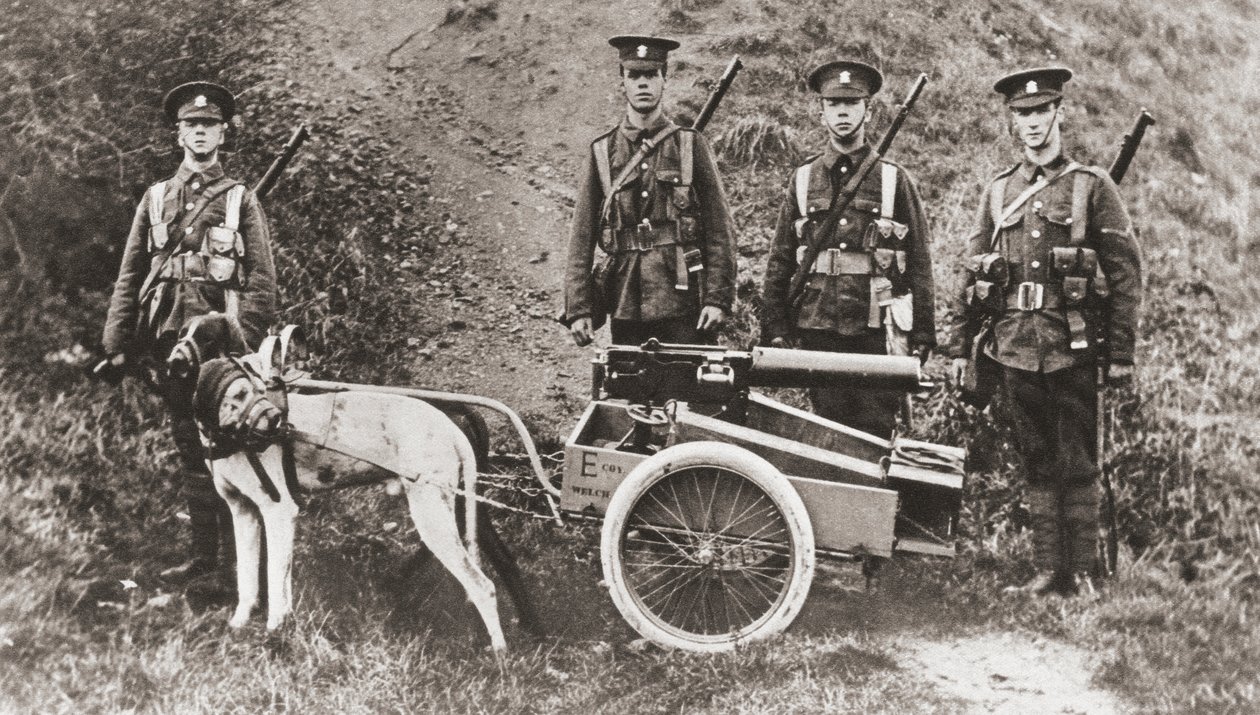 Exército britânico usando cães para puxar uma metralhadora durante a Primeira Guerra Mundial, de &39;The Illustrated War News&39;, 1915 de English Photographer