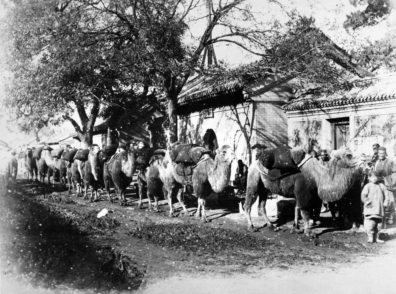 Caravana de camelos nas periferias de Pequim, c.1875 de English Photographer