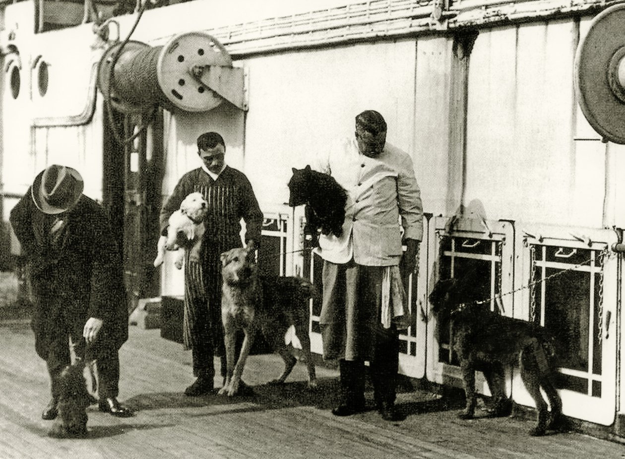 Cães sendo cuidados por membros da tripulação do Titanic, 1912 de English Photographer