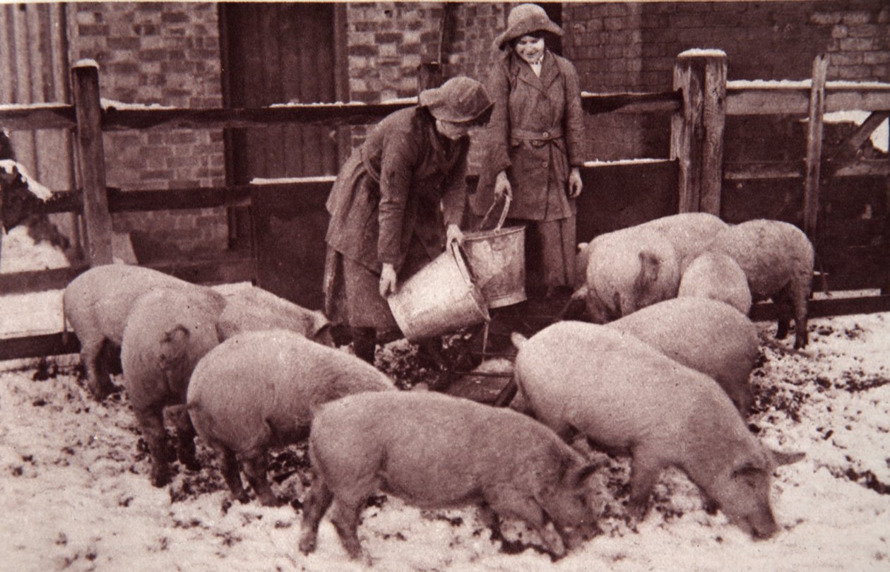 Alimentando os porcos, ilustração do The Illustrated War News, janeiro de 1917 (foto sépia) de English Photographer
