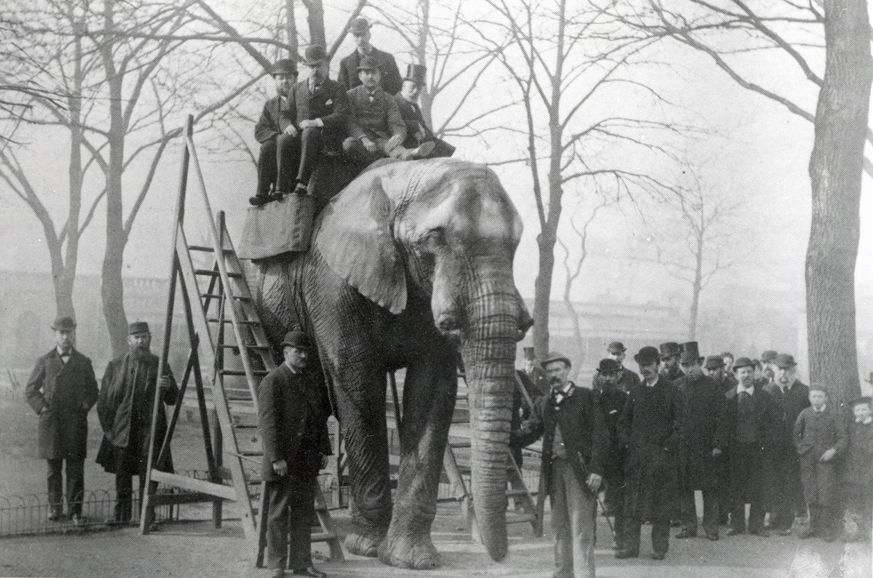 Jumbo em etapas de equitação ZSL London Zoo, provavelmente março de 1882 de English Photographer