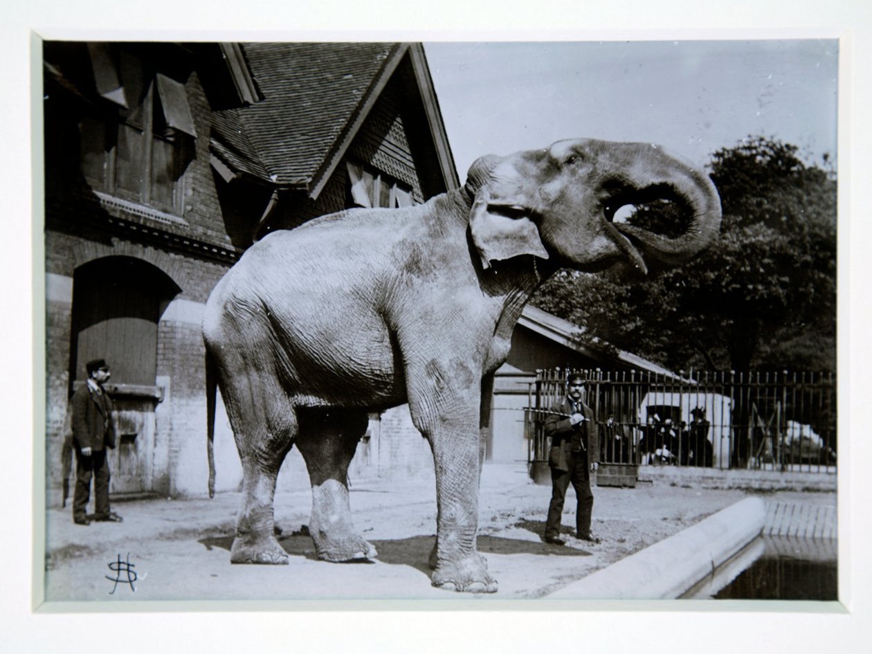 Jumbo the Elephant no Zoológico de Londres, década de 1870 de English Photographer