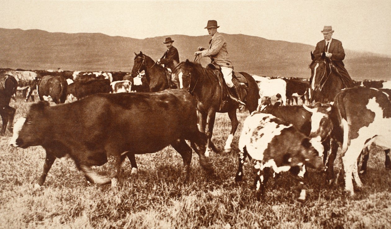 Rei edward, VIII, arredondar, boiada, em, alberta, canadá, década de 1920 de English Photographer