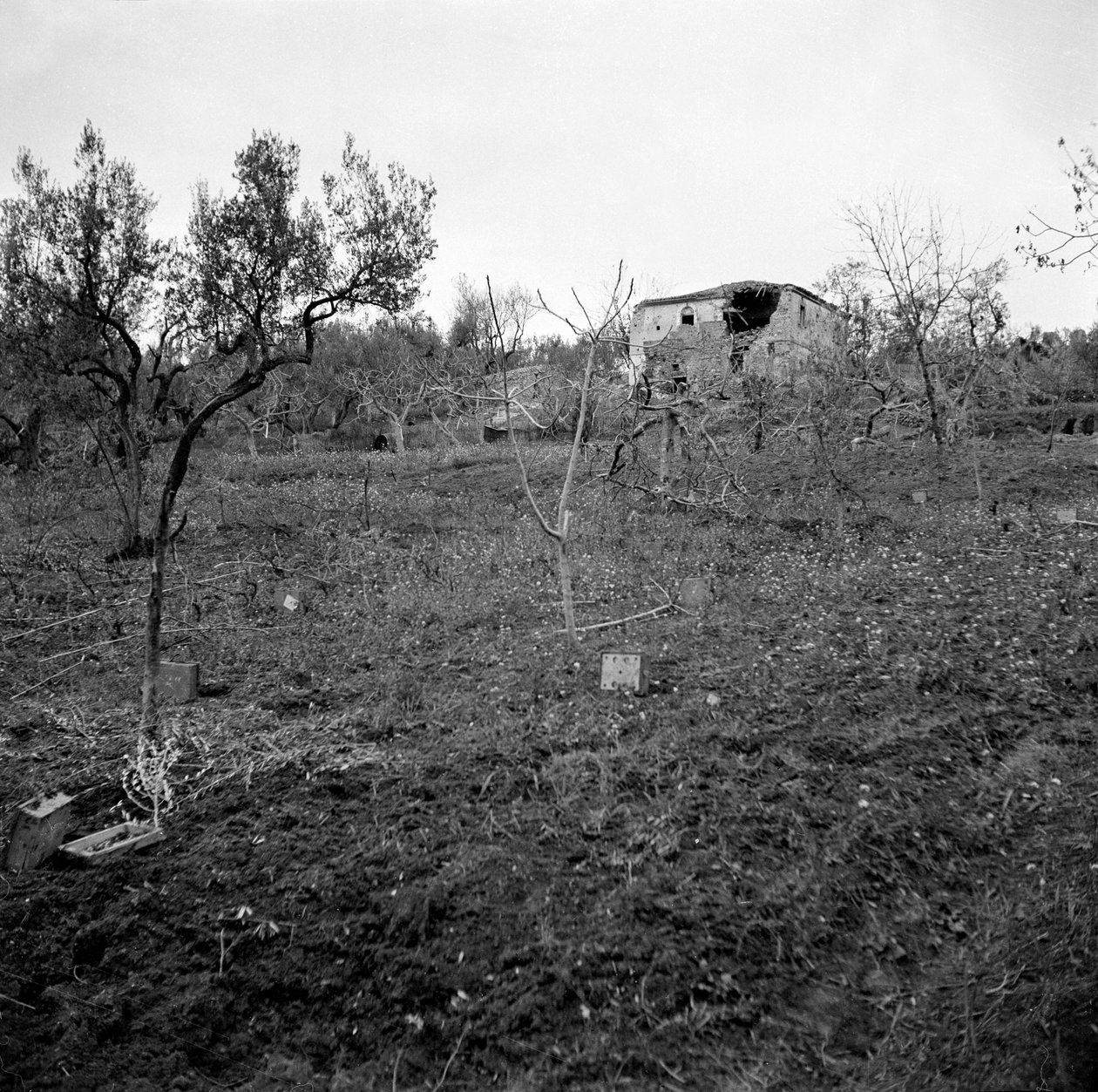 Campo minado, perto do topo de Licolle Ridge, c.1944 de English Photographer