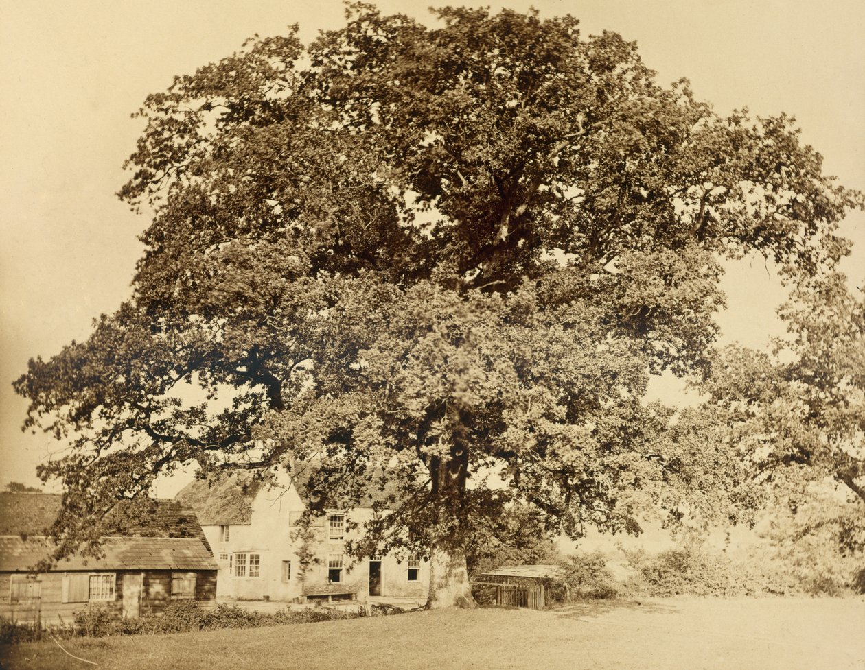 Carvalho (no verão), Frades Oak, Clayton, Sussex, 1860, (albumen print de wet colodian negative) de English Photographer