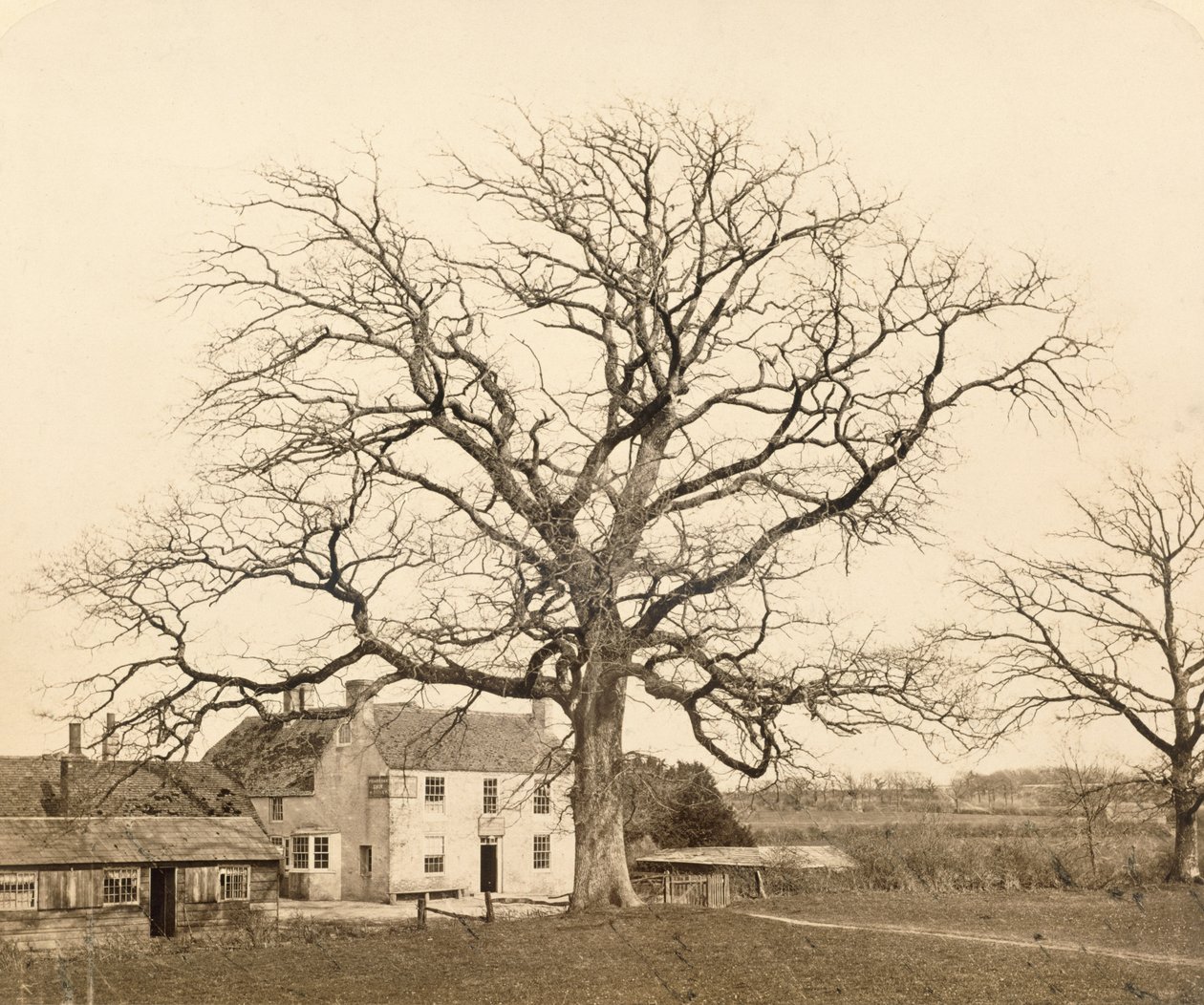Carvalho (no inverno) Frades Oak, Clayton, Sussex, 1860, (albume imprime do colódio úmido negativo) de English Photographer