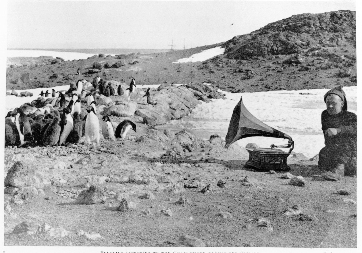 Pinguins ouvindo o gramofone durante Shackletons 1907-09 expedição antártica, do coração da Antártida por Shackleton (1874-1922) publicado em 1909 de English Photographer