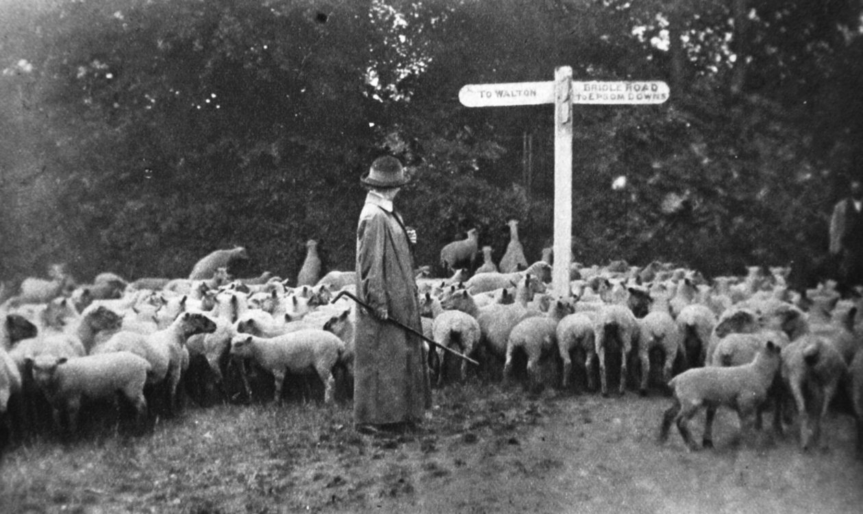 Trabalho de guerra pitoresco: a senhora pastor, de The Illustrated War News, 5 de julho de 1916 de English Photographer