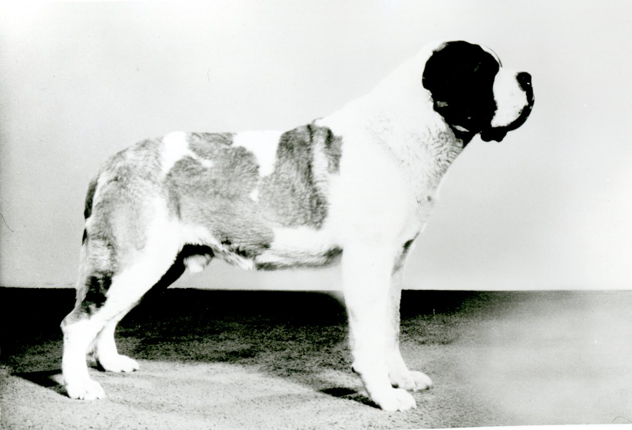 Cão de são bernard de English Photographer