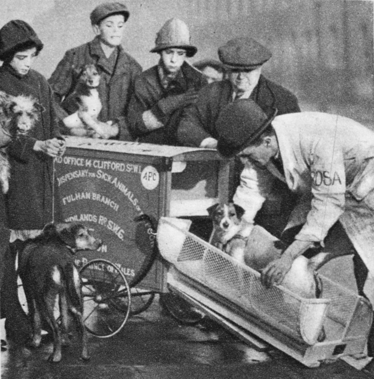 O veterinário da filial de Fulham do The Peoples Dispensary for Sick Animals, de Wonderful London, publicou 1926-27 (fotogravura) de English Photographer