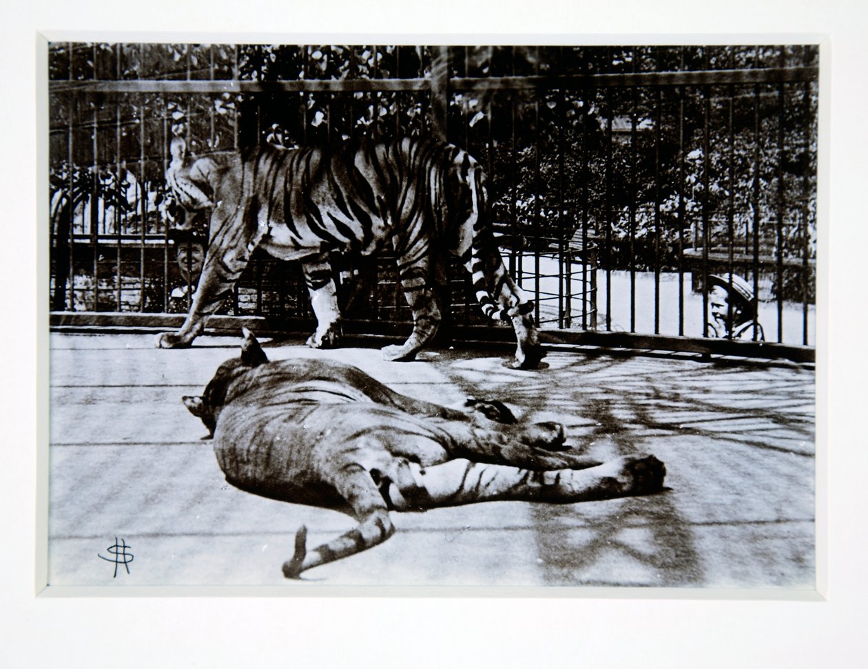 Tigres no zoológico de Londres, 1870 de English Photographer
