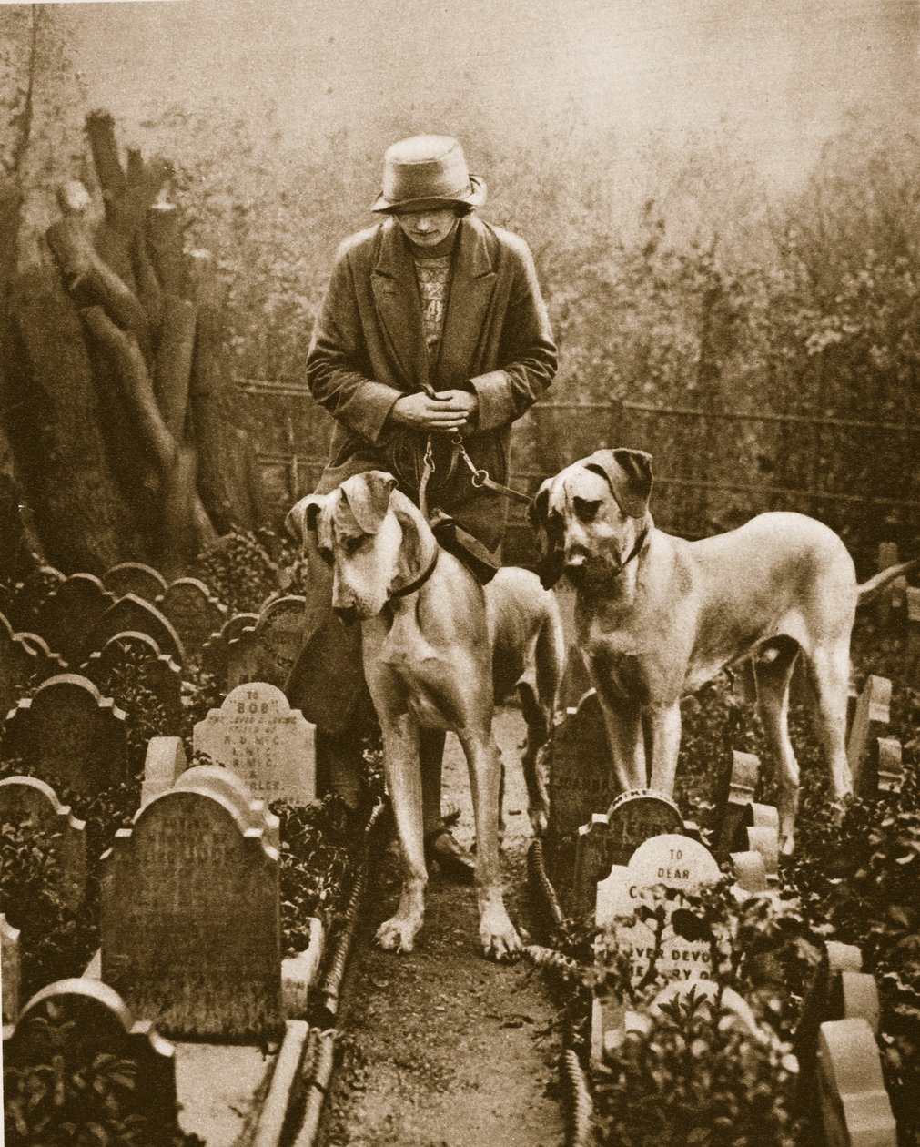 Dois grandes dinamarqueses em um cemitério de cães, Victoria Gate, perto de Marble Arch (foto de sépia) de English Photographer