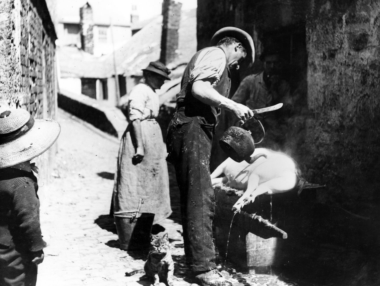 William Stevens escaldando o porco perto da noruega Lane, St Ives, c.1880-99 de English Photographer
