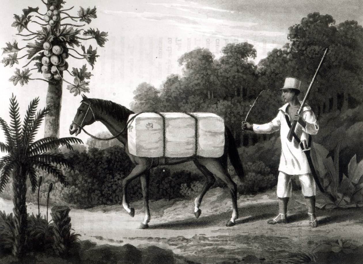 Portador de Algodão, de &39;Travels in Brazil&39;, 1819 (bw print) de English School