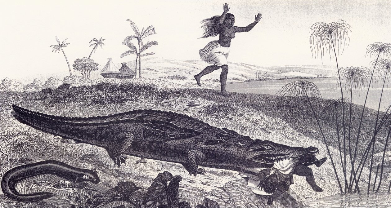Um crocodilo arrebata uma criança de uma aldeia africana de English School