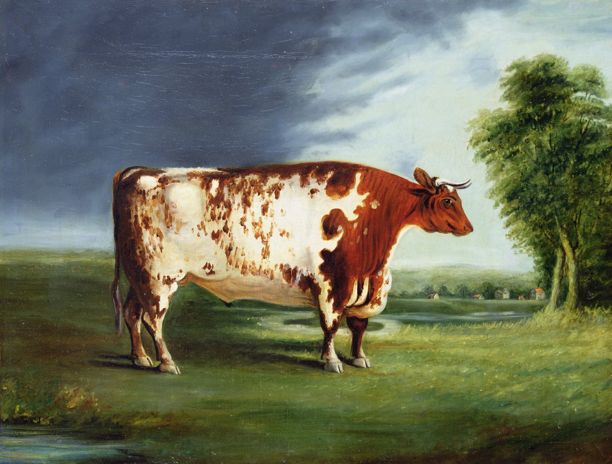 Um Touro de Prêmio, Possivelmente um Durham Shorthorn, c.1820 de English School