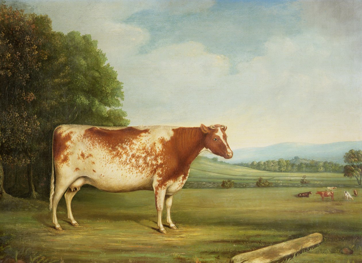 Um prêmio Shorthorn Cow em uma paisagem de English School