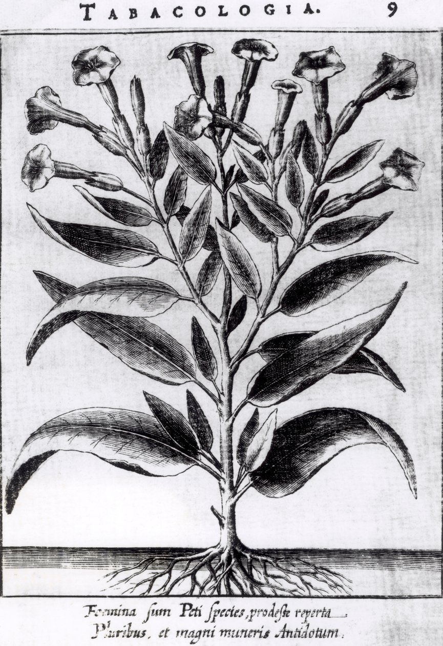 Uma fábrica de tabaco, 1622 de English School