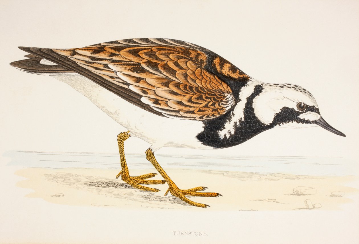 Um Turnstone, de uma impressão do século XIX c.1877 de English School