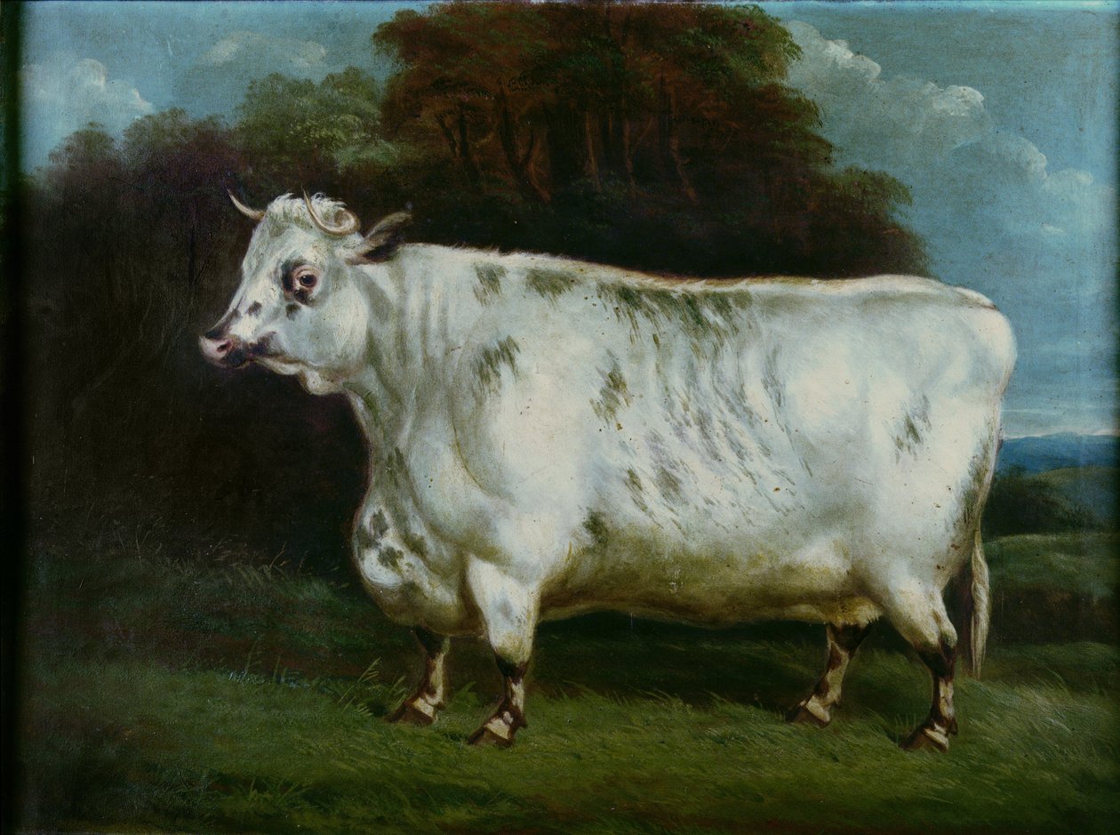 Uma vaca merda de English School
