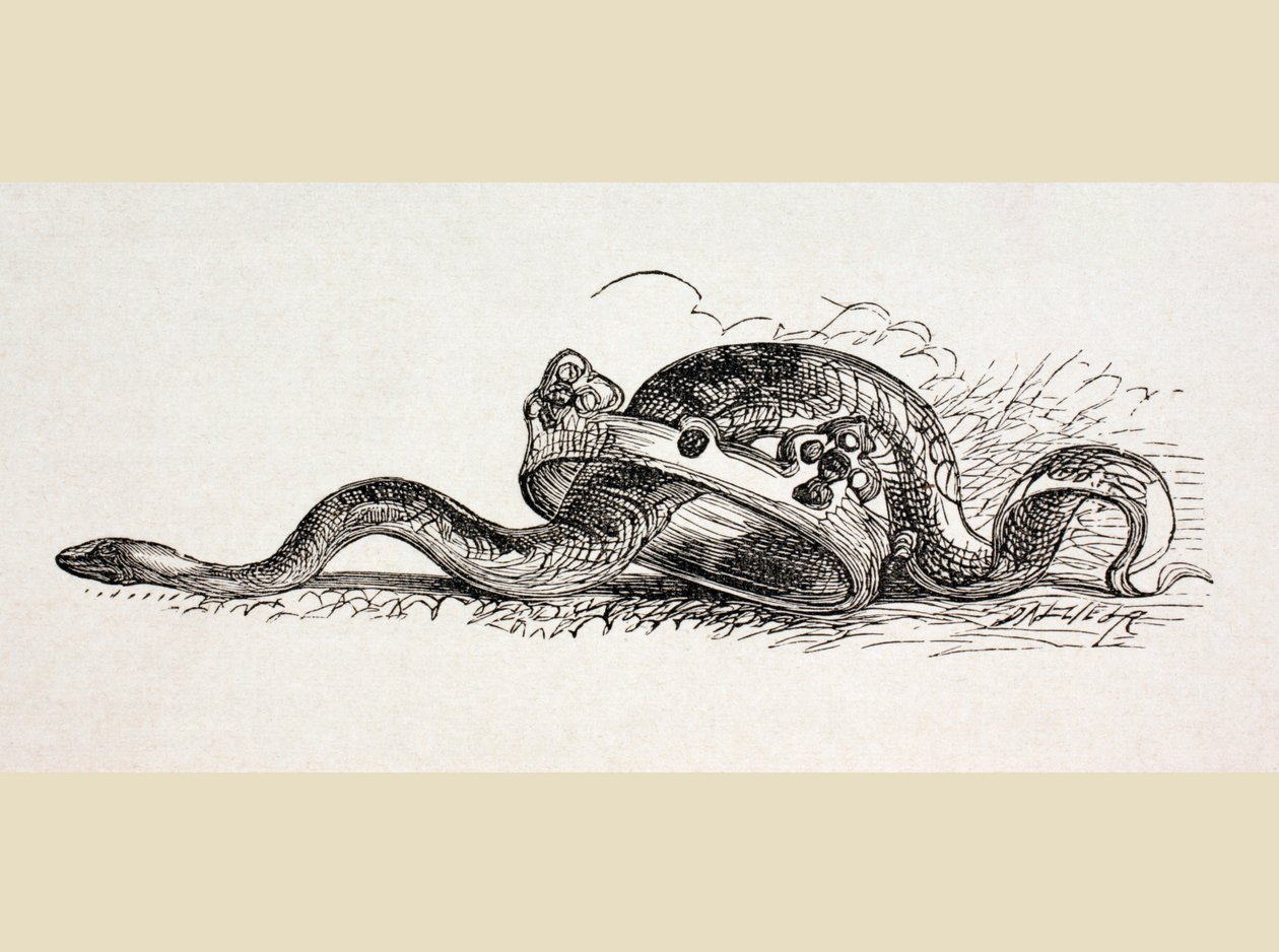 Uma cobra desliza através de uma coroa real, 1890 de English School