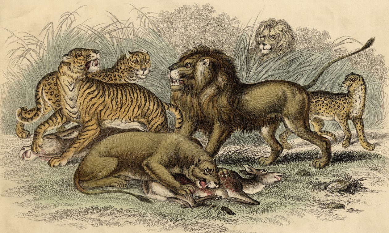 Um Leão Asiático e Leoa, um Tigre de Bengala, um Leopardo e um Jaguar de English School