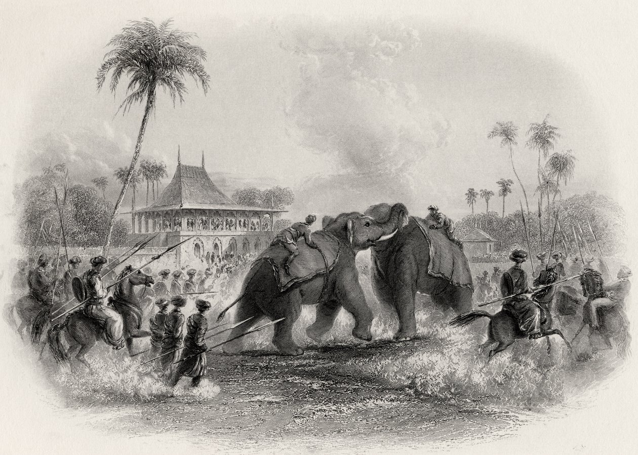 Uma luta de elefante (linha de gravura) de English School