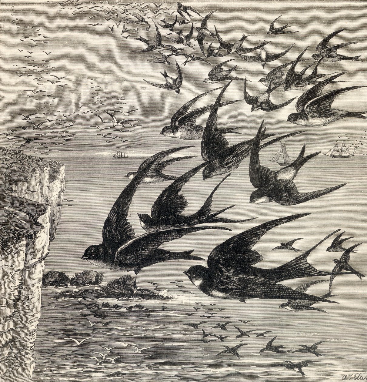 Migração anual de andorinhas, da &39;Our Own Magazine&39;, publicada em 1885 de English School