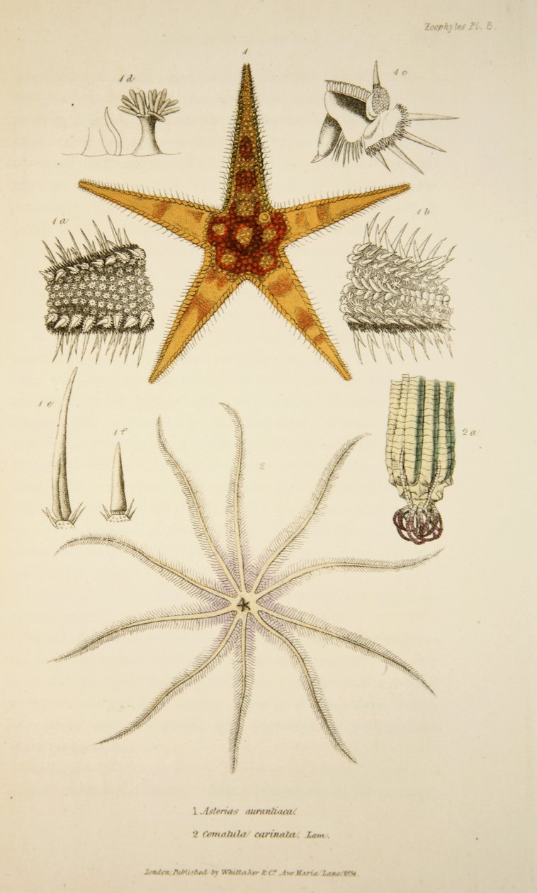 Asterias aurantiaca e Comatula carinata, de The Mollusca e Radiata, pub. 1833 (gravura colorida à mão) de English School
