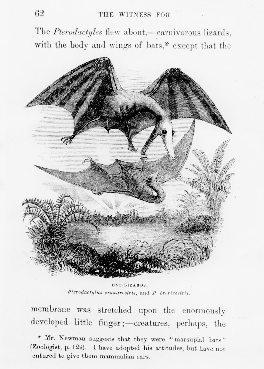 Bat-lagartos de English School