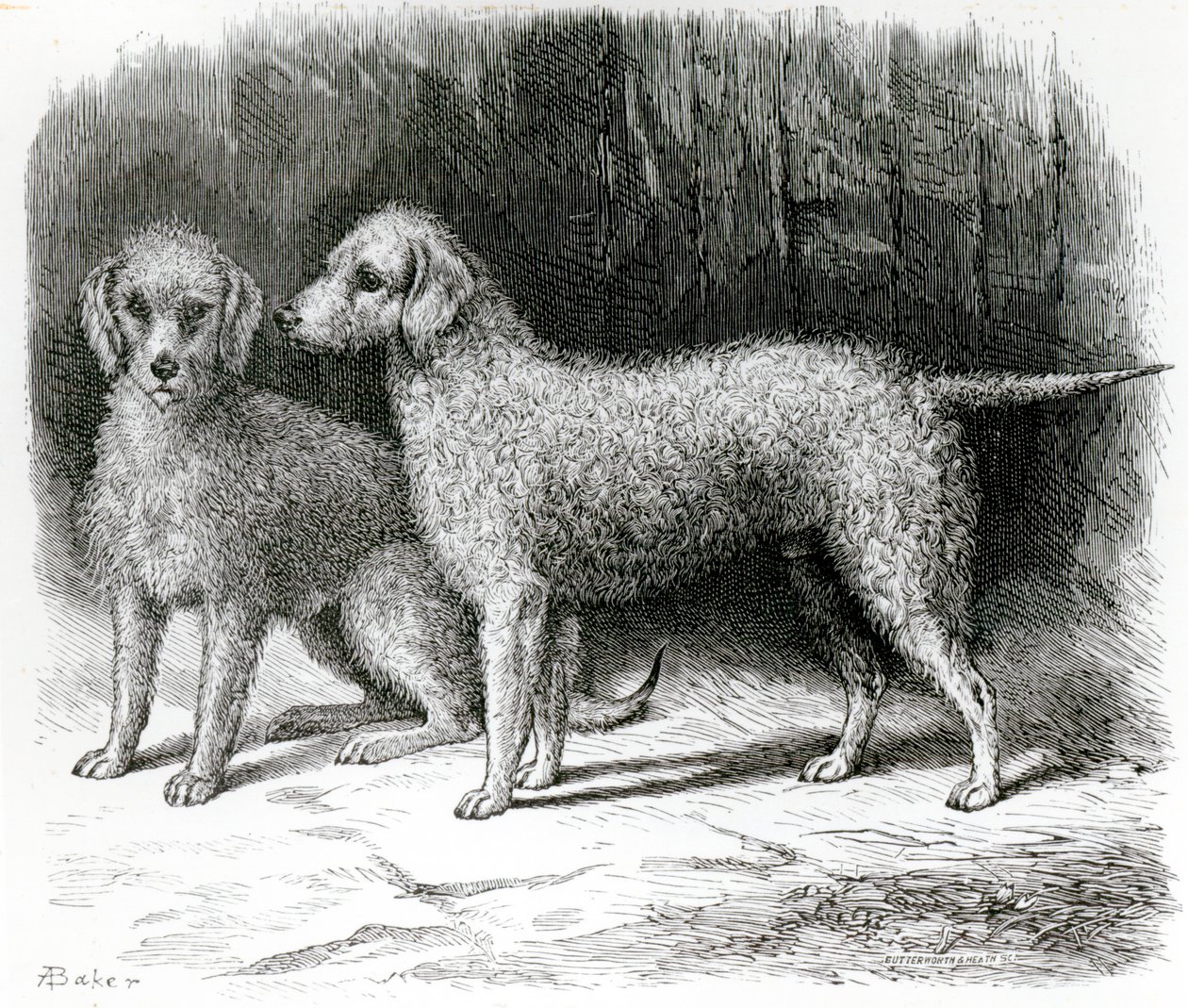 Bedlington Terriers - "Rosebud" do Sr. F. Armstrong e "Nailor" do Sr. A. Armstrong de English School