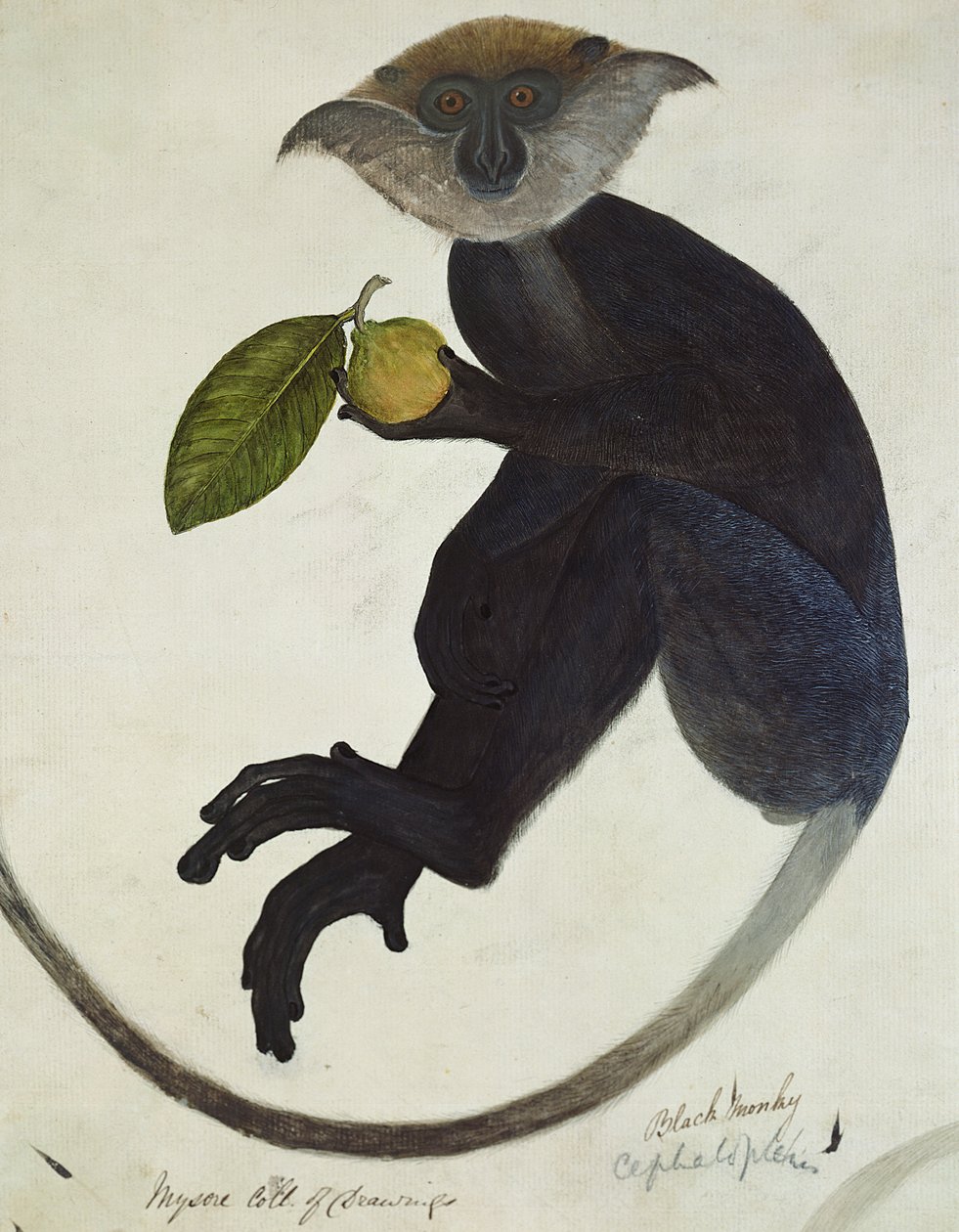 Macaco Preto (caneta e tinta e papel higiênico) de English School