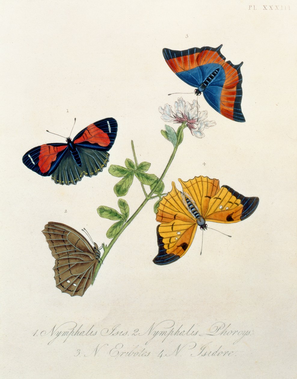 Borboletas, de insetos da Índia por Edward Donovan (1768-1837) de English School