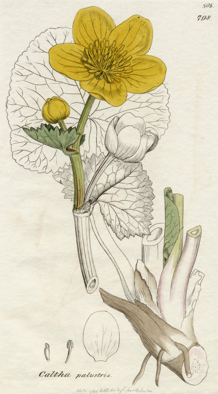 Caltha Palustris (Marsh Marigold) publicou Londres 1798 de English School