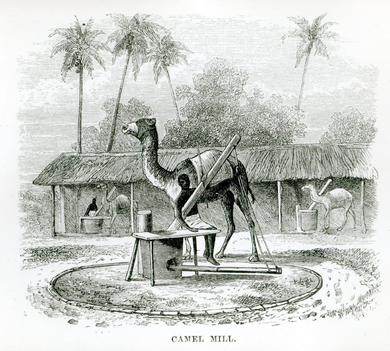 Moinho de Camelo, de &39;Travels in Africa&39; de JF Elton, 1879 de English School