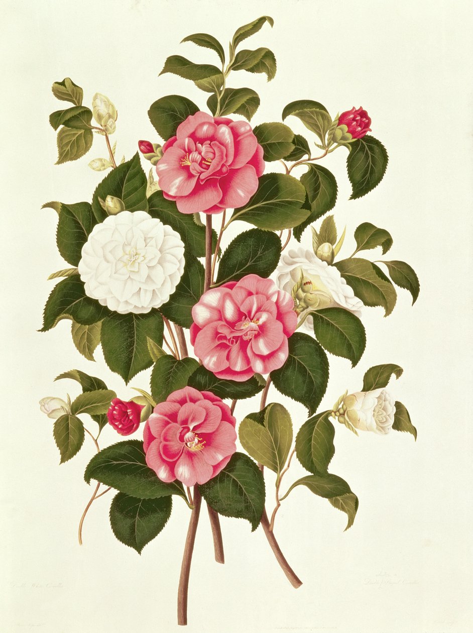 Camélia (dupla branca e listrada) de Uma Monografia sobre o Género da Camélia (litografia a cores) de English School