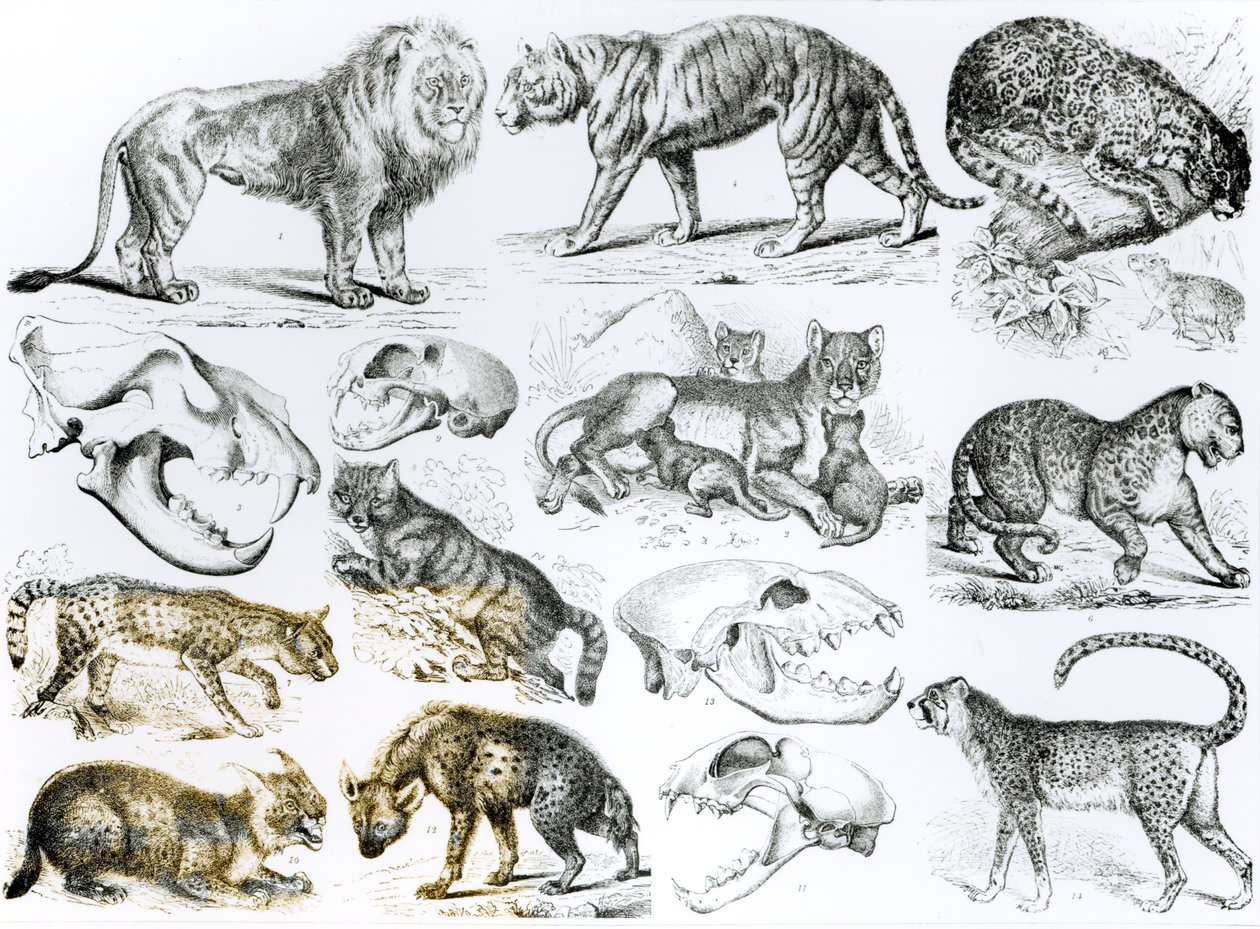Animais carnívoros de English School