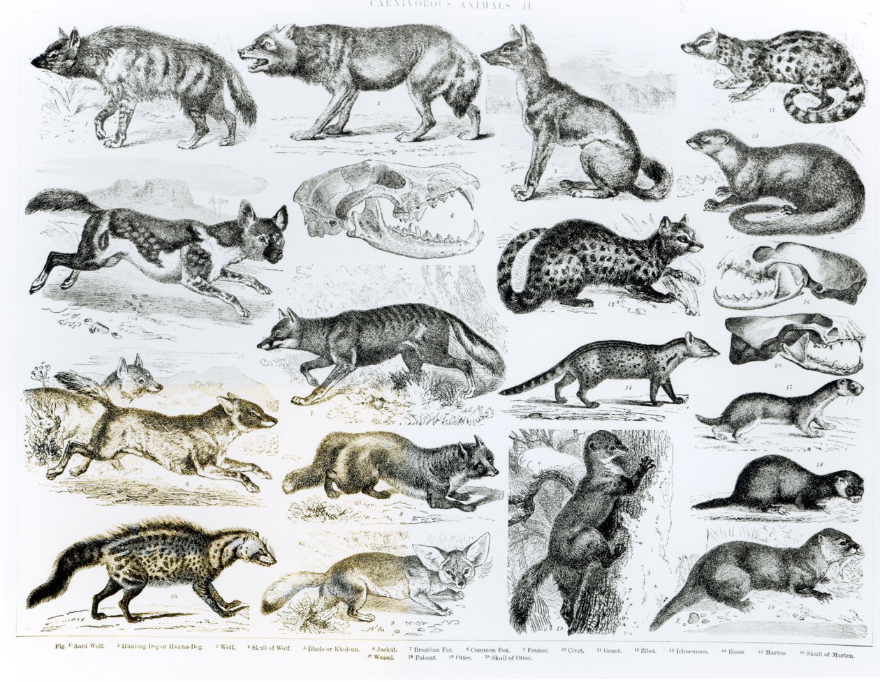 Animais carnívoros de English School