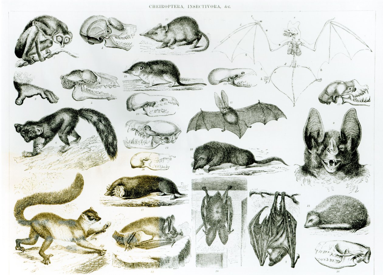 Cheyroptera, Insetívora de English School