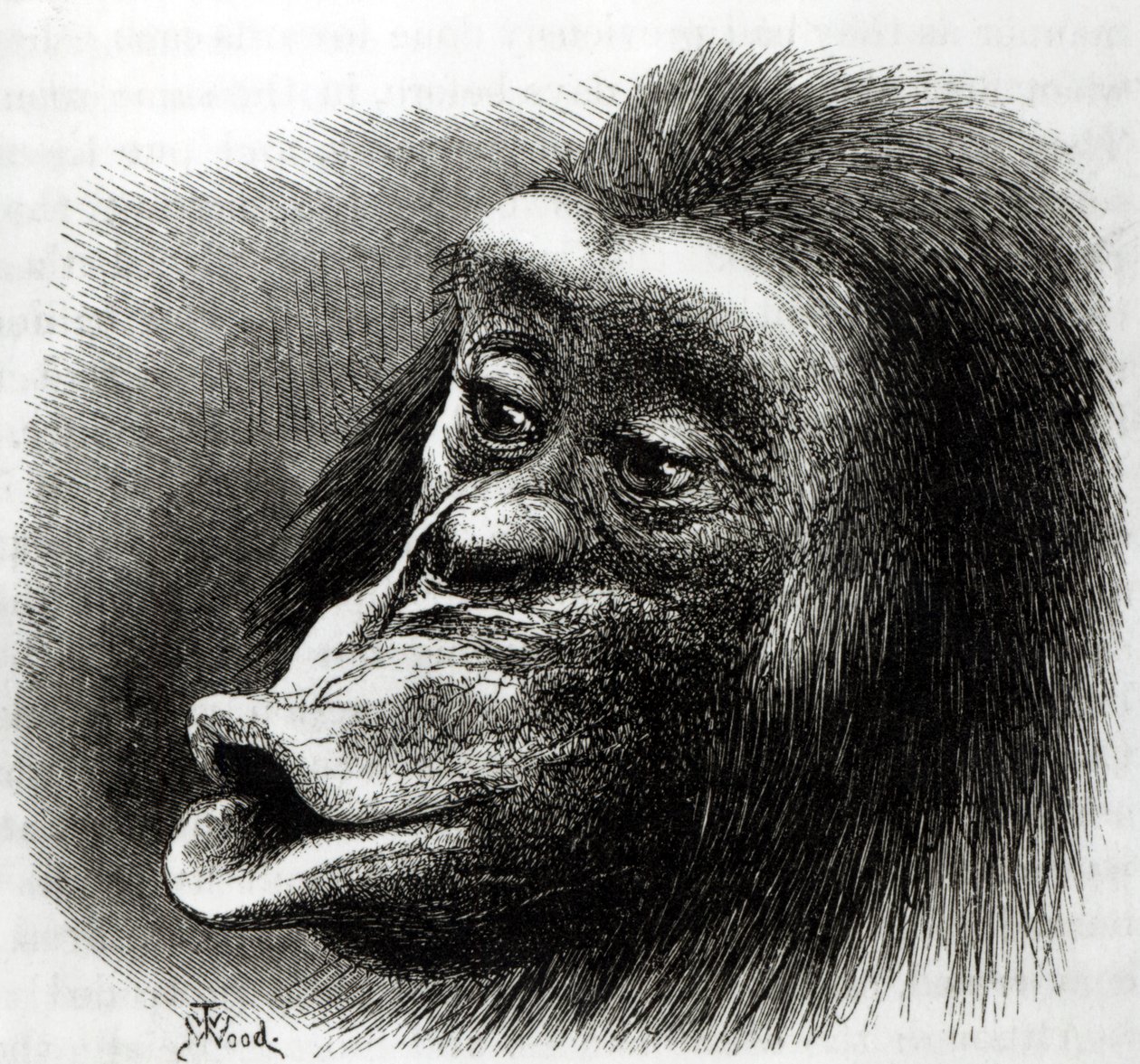 Chimpanzé desapontado e mal-humorado de English School