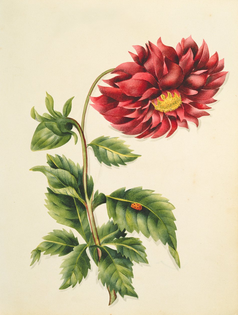 Crisântemo, de Flores, um manuscrito botânico inglês, c.1840 (wc) de English School