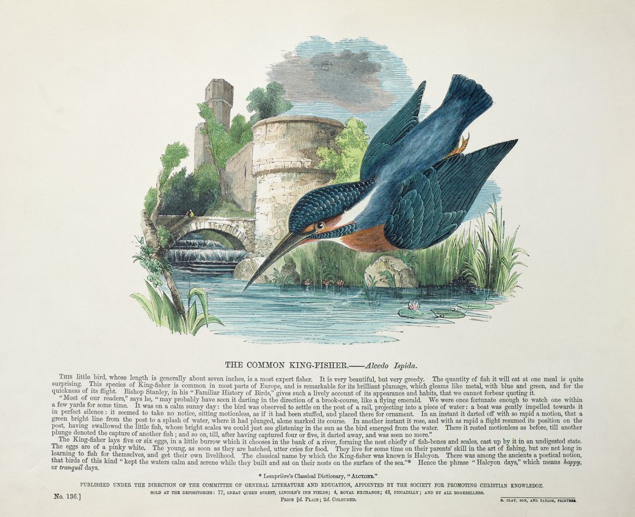 Martim-pescador-comum (Alcedo Ispida) de English School
