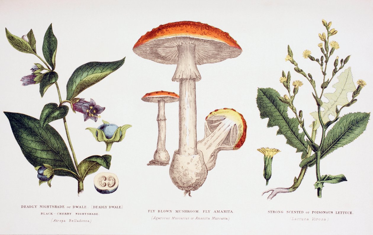 Plantas venenosas comuns, c.1890 de English School