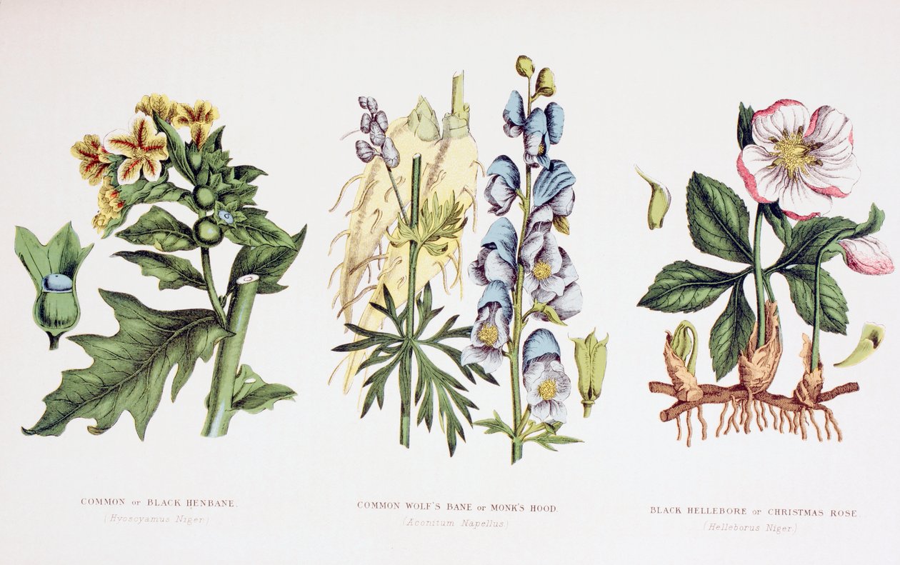 Plantas venenosas comuns, c.1890 de English School