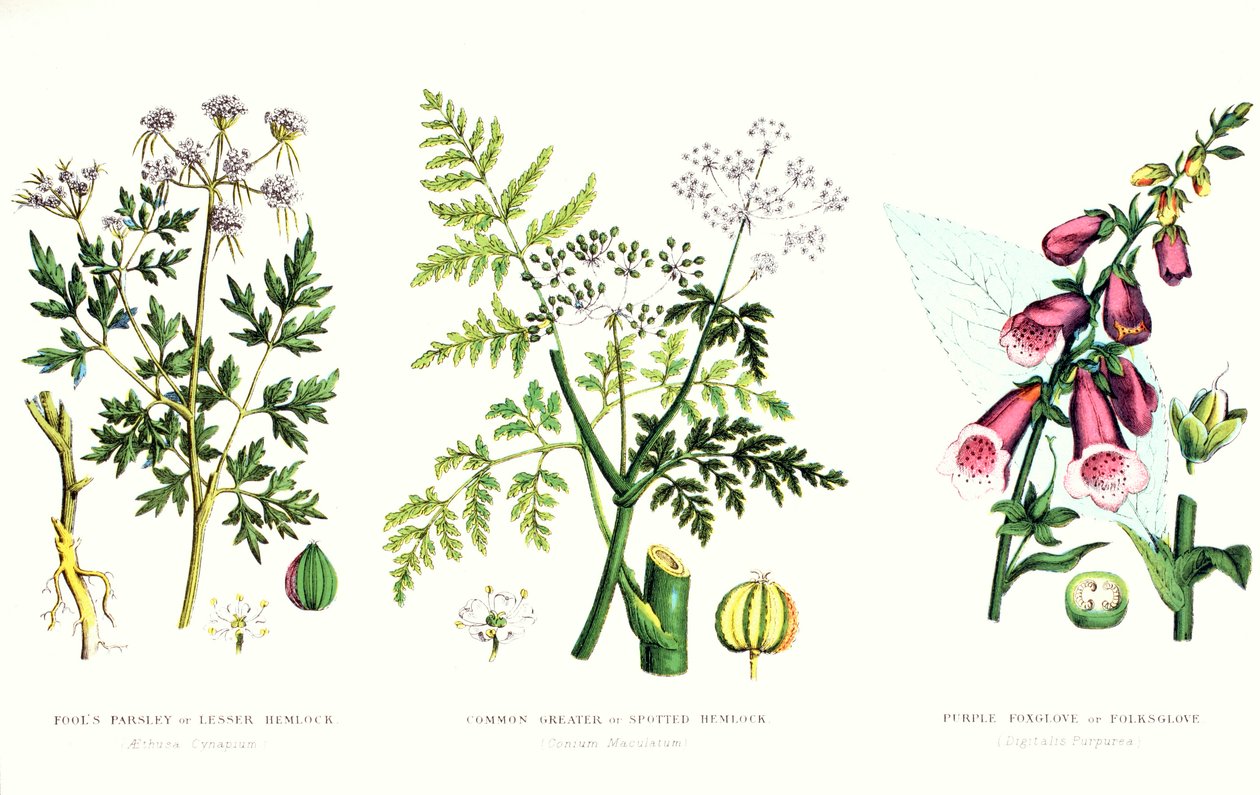 Plantas venenosas comuns, c.1890 de English School