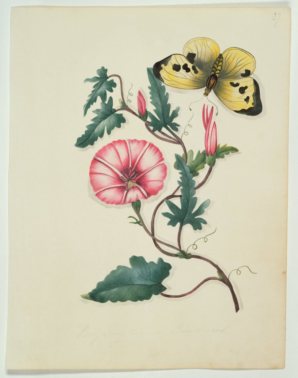 Convólvulo com Borboleta Amarela, de &39;Flowers, um Manuscrito Botânico Inglês, c.1840 (wc) de English School