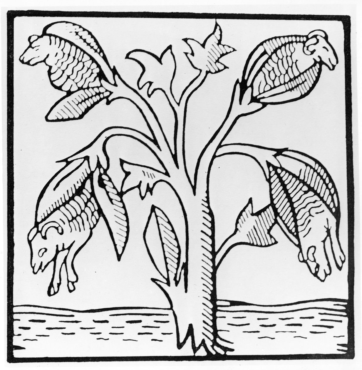 Planta de algodão, como imaginado por John Mandeville de English School